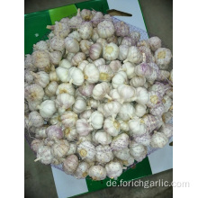 Hot Sale 2019 Normaler Knoblauch